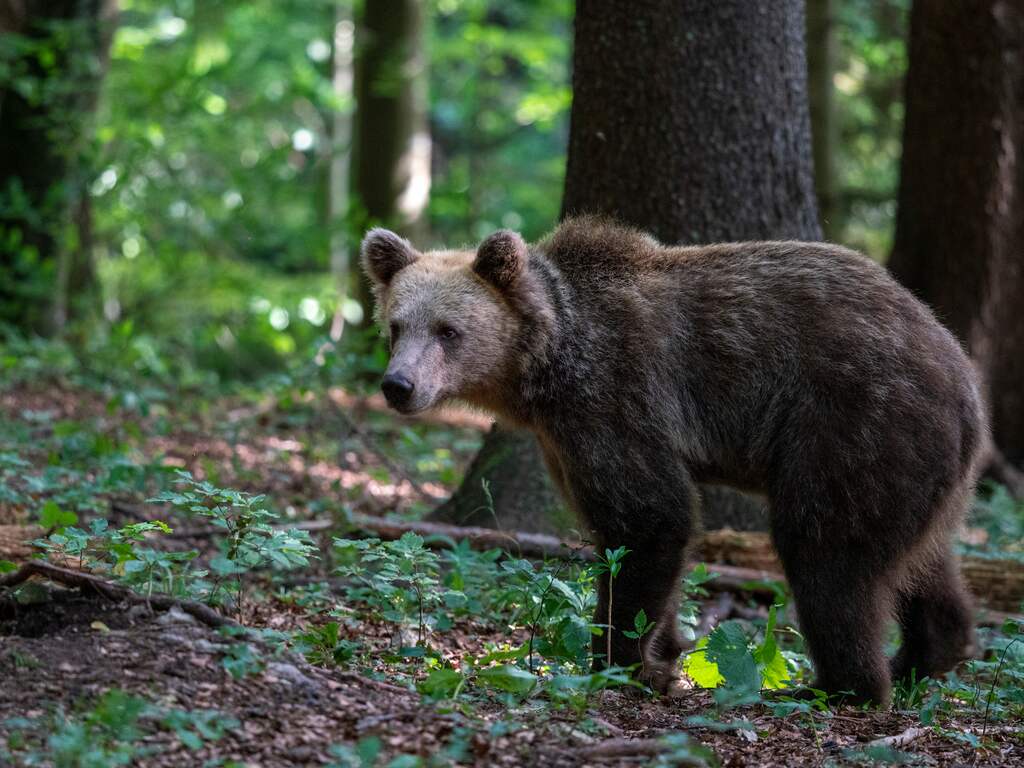 Bruine beer verwondt vijf personen in Slowaakse stad
