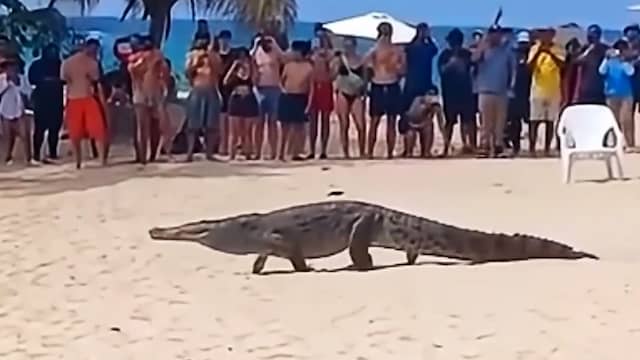 Krokodil struint tussen strandbezoekers door in Colombiaans park