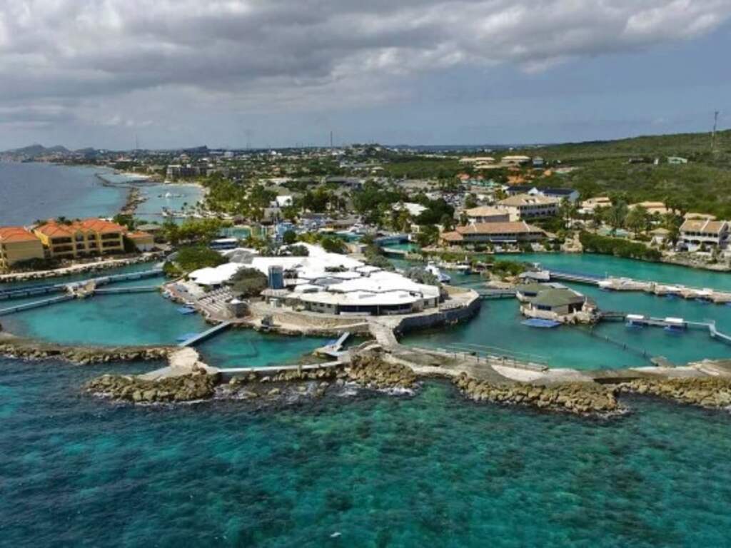 Curaçao verkoopt vijf dolfijnen aan Saoedi-Arabië na akkoord rechtbank