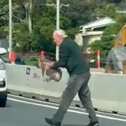 Video | 81-jarige Australiër helpt koala drukke weg over te steken