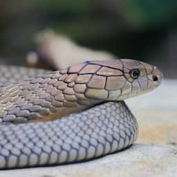 Duitse vakantieganger overlijdt na beet tijdens slangenshow in Egypte