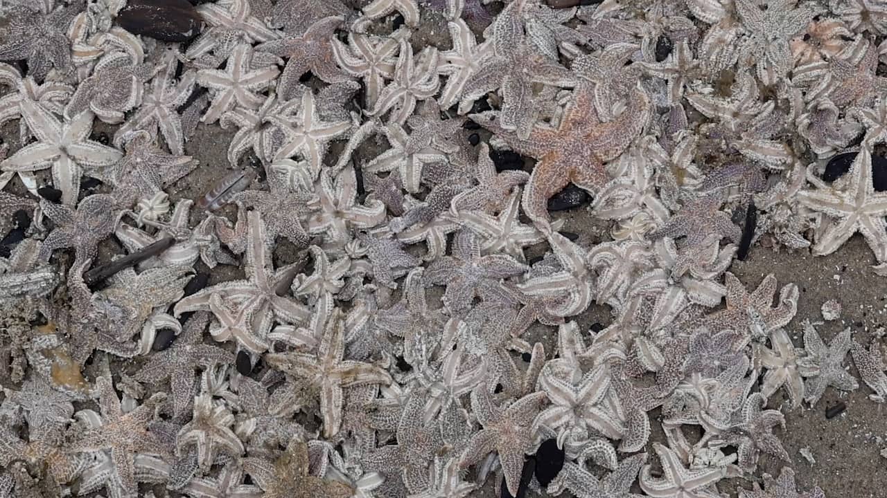 Video | Strand van Noordwijk ligt bezaaid met aangespoelde zeesterren