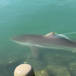 Haai zit vast in kanaal bij Zuid-Koreaanse stad en trekt 600.000 bezoekers