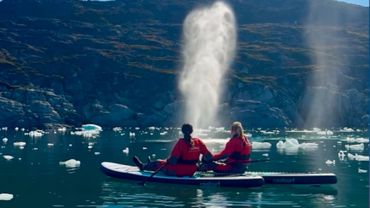 Video | Paddleboarders kijken toe terwijl bultruggen waterstralen spuiten bij Groenland
