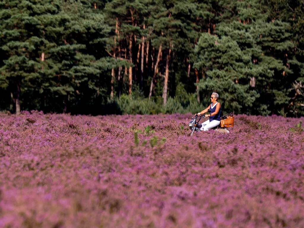 Dankzij de regen gaat de heide paars de herfst in