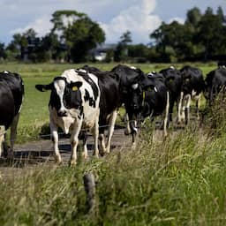Uitstoot uit mest van vee bleef in 2024 onder plafond, maar moet omlaag