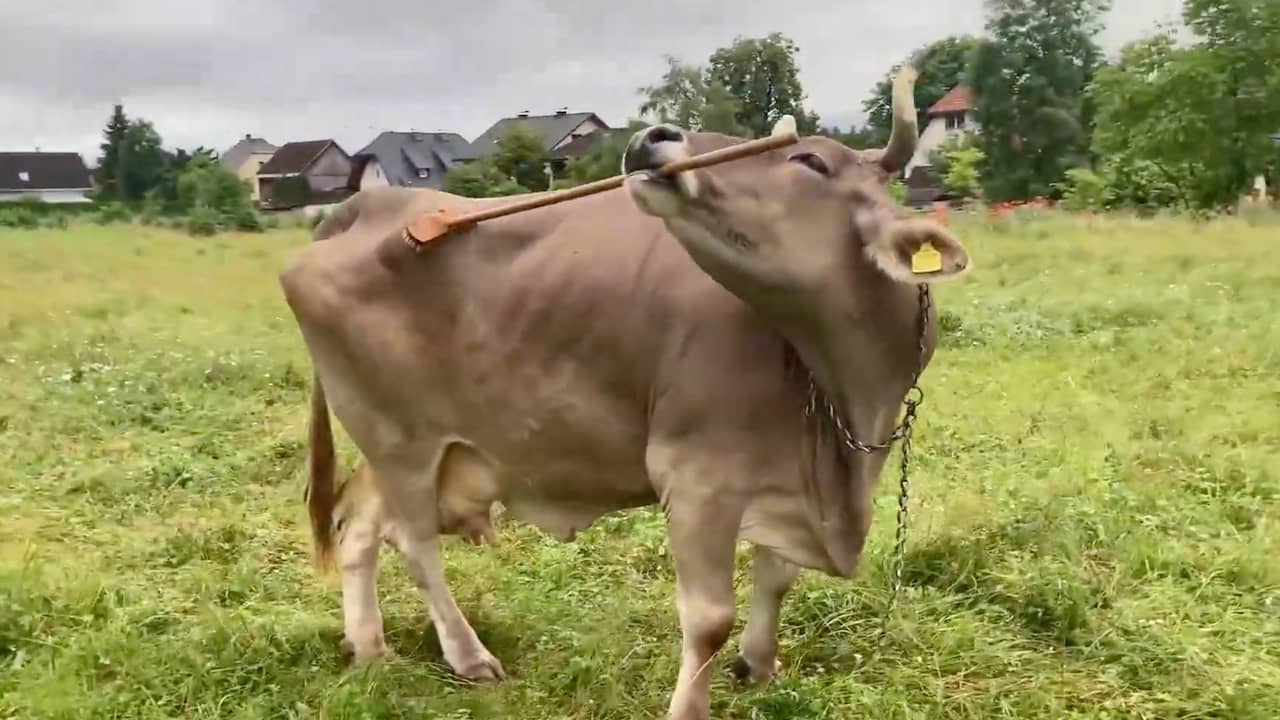 Oostenrijkse koe baart opzien door eigen rug te krabben met bezemsteel