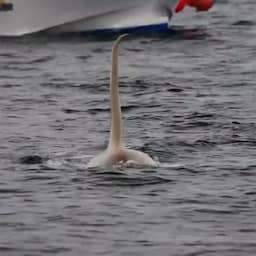 Video | Zeldzame witte orka gefilmd bij Japan