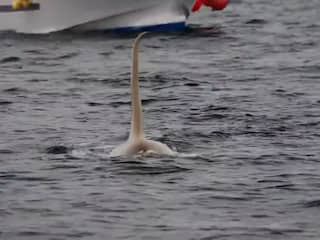 Zeldzame witte orka gefilmd bij Japan