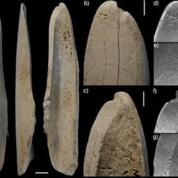 Neanderthalers slimmer dan gedacht: ze konden met dierenbotten kleding maken