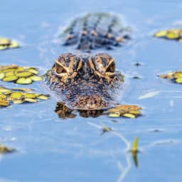 Man meegesleurd en gedood door 3,5 meter lange alligator in Florida