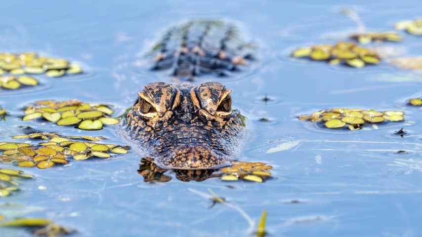 Man meegesleurd en gedood door 3,5 meter lange alligator in Florida