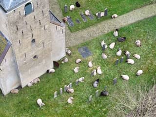 Kudde schapen zoekt toevlucht op Fries kerkhof
