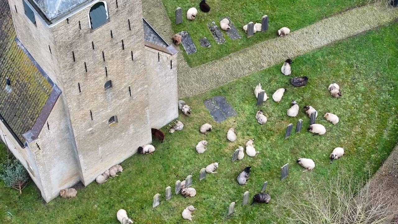 Video | Kudde schapen zoekt toevlucht op Fries kerkhof