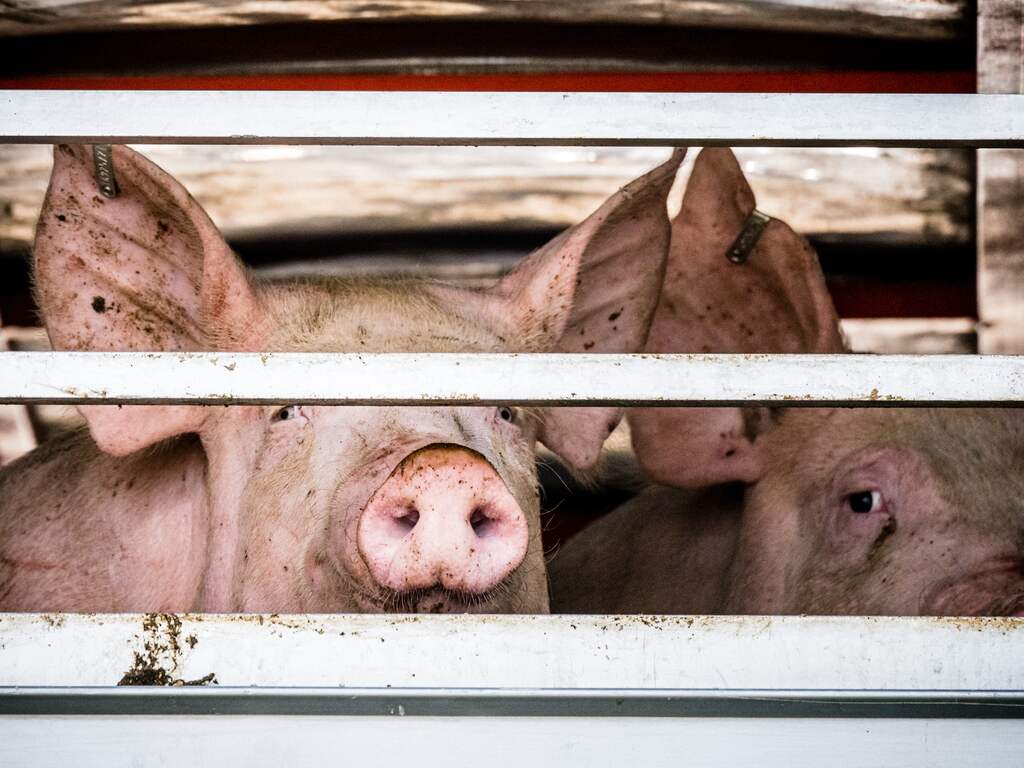 Slachthuizen onder verscherpt toezicht vanwege 'structurele dierenmishandeling'