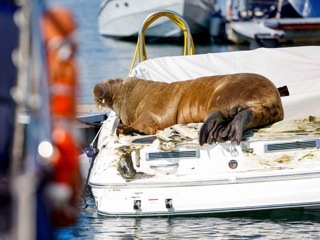 Opvangcentra snappen niet waarom walrus Freya gedood is