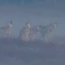 Video | Roedel wolven huilt luid op mistige Veluwe