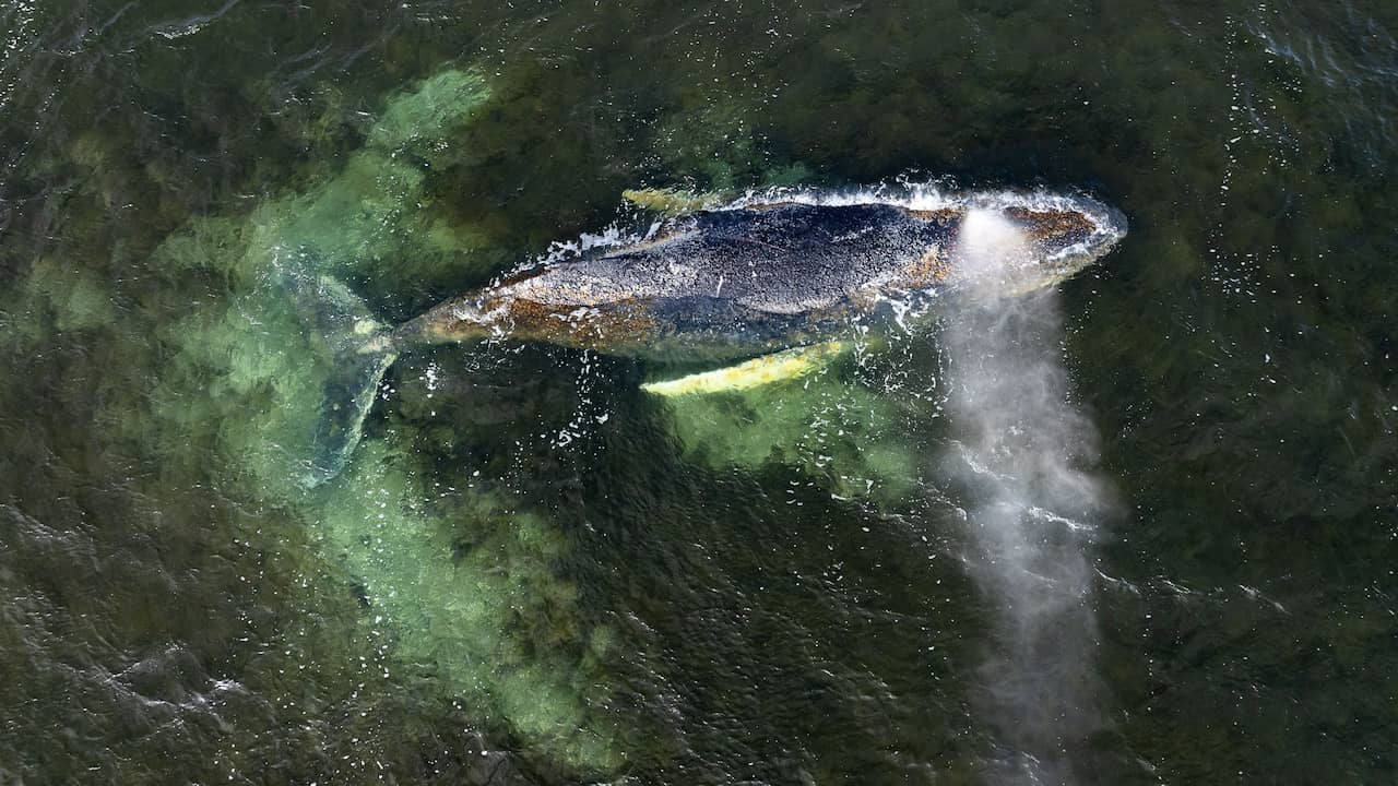 Bultrug die al drie keer eerder strandde bij Duitse kust zwemt naar open zee