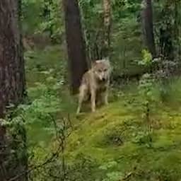 Video | Bewoner Gelders dorp komt wolf tegen als hij zijn hond uitlaat