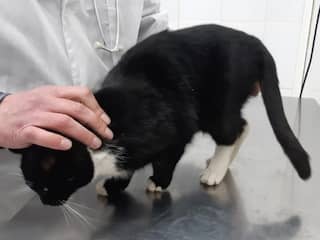 Uit vuilniszak geredde Russische kat krijgt titel van plaatsvervangend minister