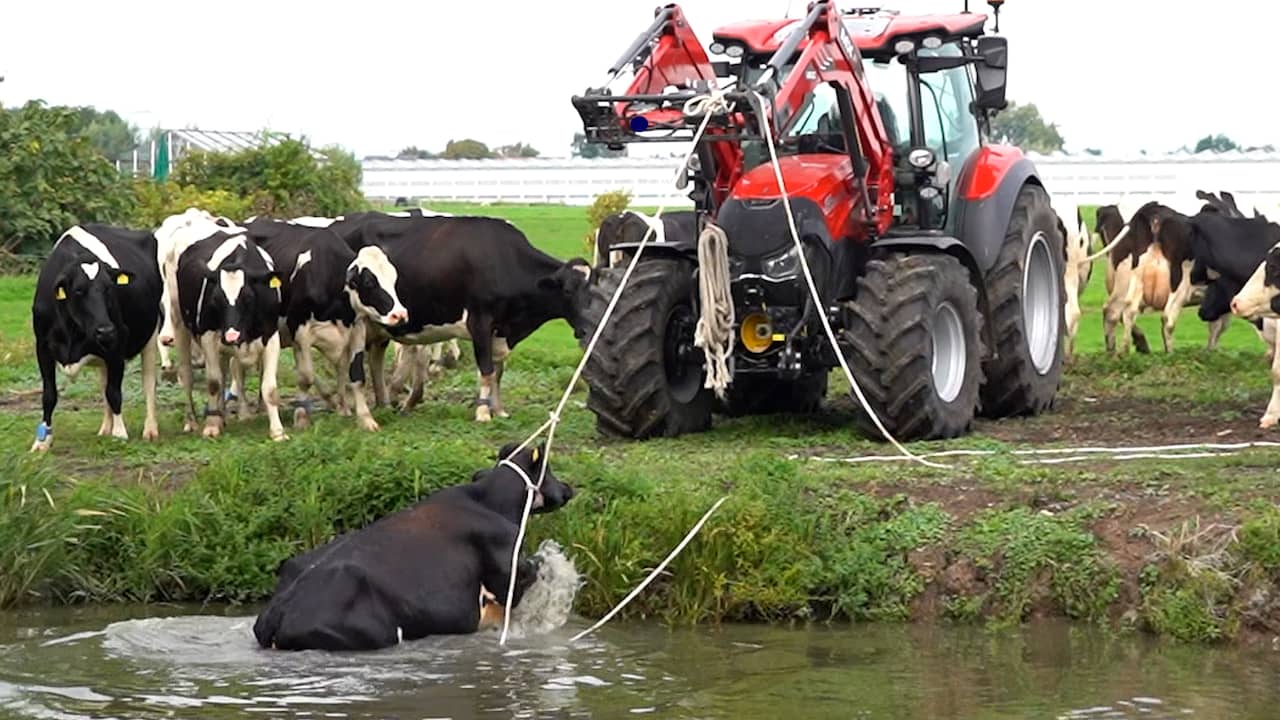 Video | Boer trekt eigen koe uit water in Berkel en Rodenrijs
