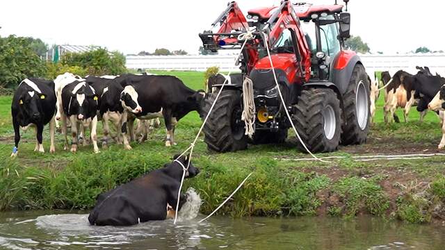 Boer trekt eigen koe uit water in Berkel en Rodenrijs