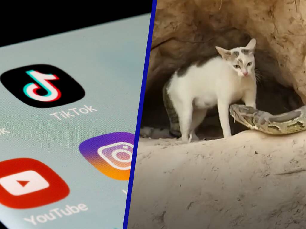 Dierenorganisaties slaan alarm om 'nepreddingen' van dieren op sociale media