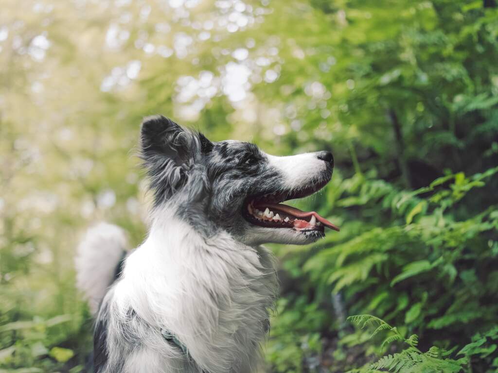 Honden gaan met rugtassen zaden verspreiden in Engels natuurgebied