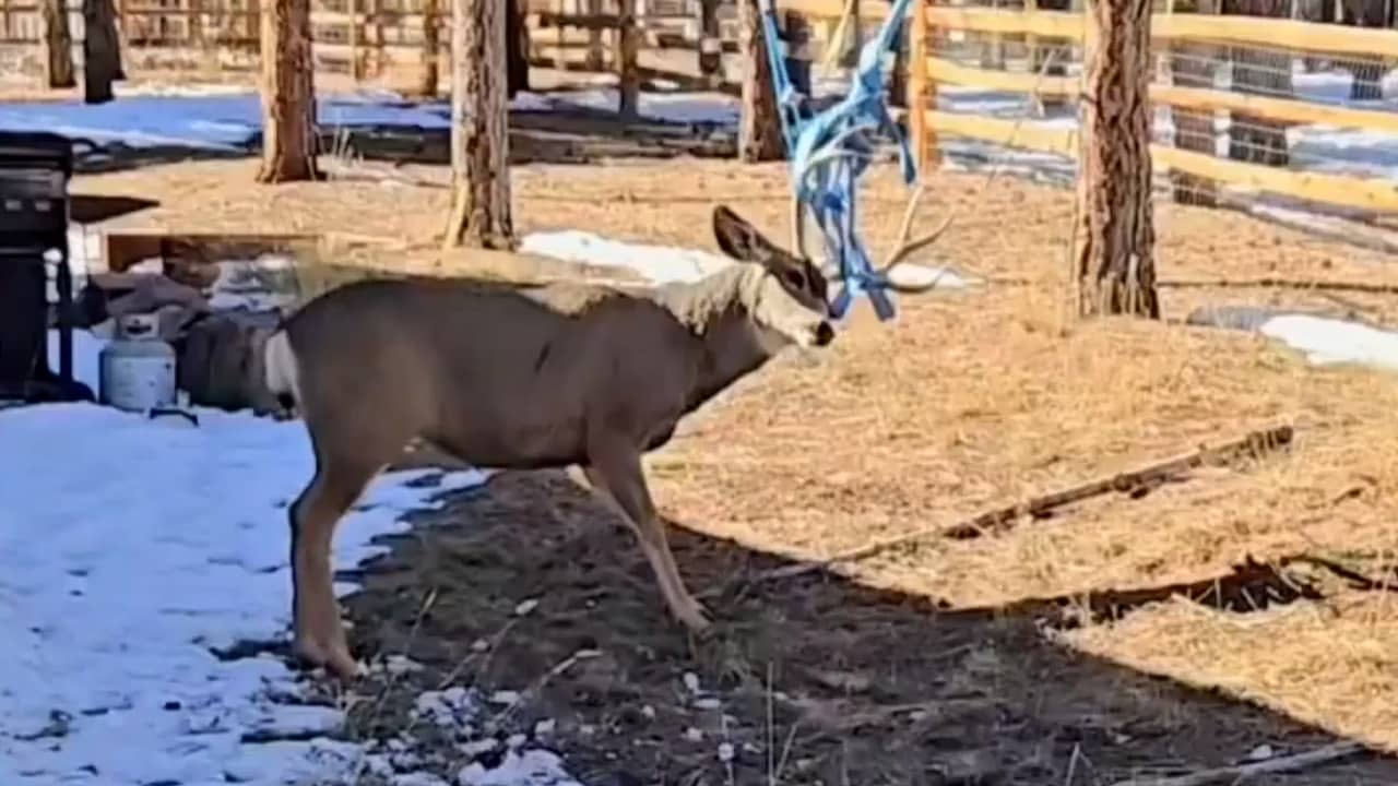 Video | Amerikaanse agenten redden verstrikt hert in speeltuin