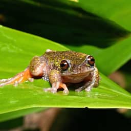 Zingende 'koffiekikker' die leeft op plantages in Costa Rica ontdekt