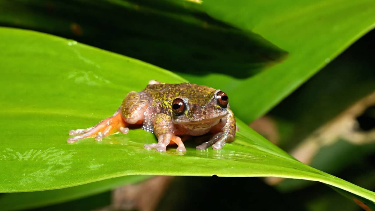 Zingende 'koffiekikker' die leeft op plantages in Costa Rica ontdekt