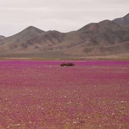 Video | Droogste woestijn ter wereld staat in bloei na zeldzame regenval
