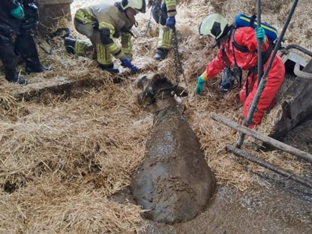 Tientallen koeien liggen in gierput nadat stalvloer het begeeft in Westbroek