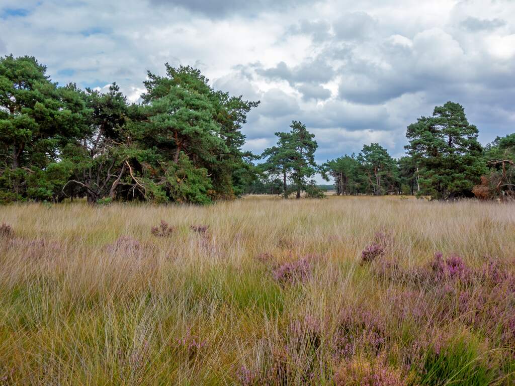 De natuur heeft niets aan nieuwe stikstofplannen van kabinet