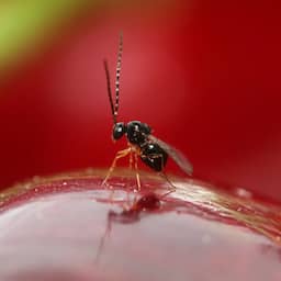 Aziatische sluipwesp vestigt zich spontaan in Nederland, tot vreugde van fruitteler