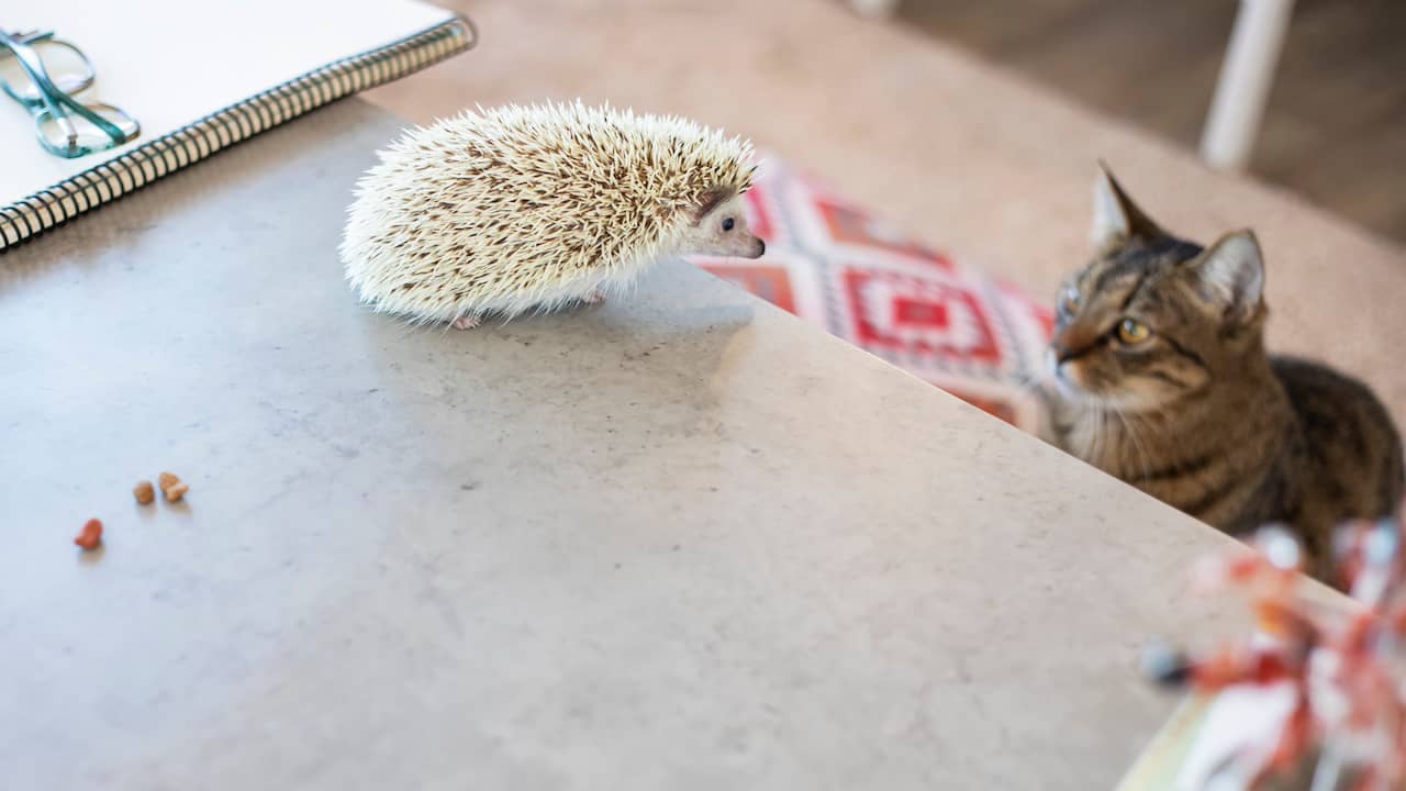 Tbs voor Hilversumse die katten en egels mishandelde, misbruikte en doodde