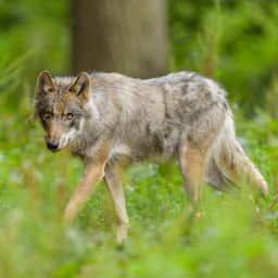 Kinderen en honden kunnen bos Utrecht beter mijden na mogelijk nieuw incident met wolf