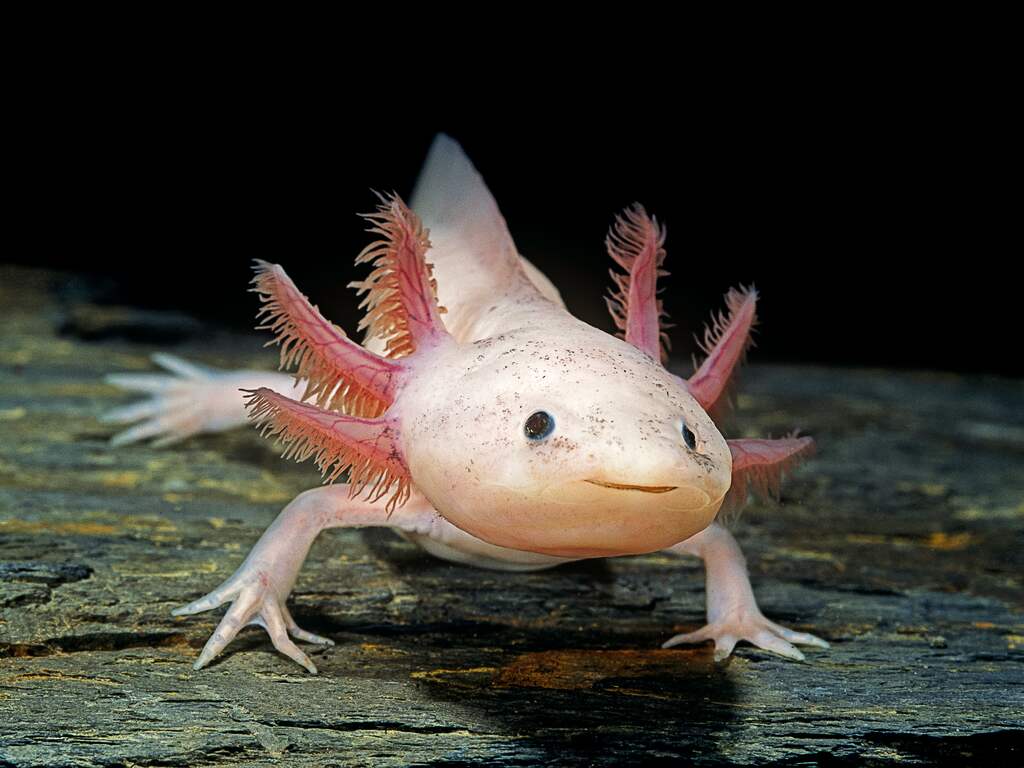 Ernstig bedreigde 'lachende' axolotl overleeft weer in het wild