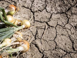 Zo groot is het neerslagtekort in jouw regio