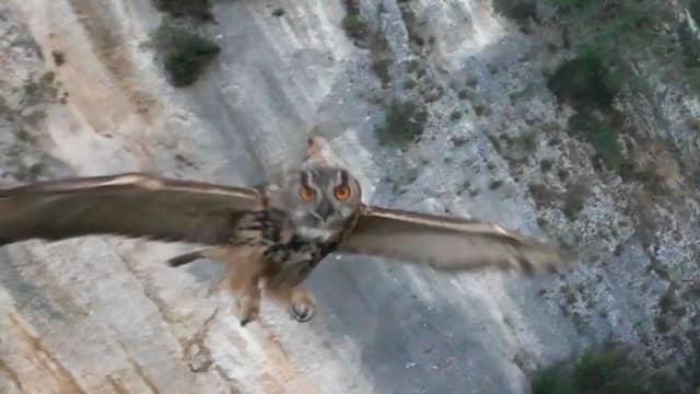 Uil valt drone aan boven Kroatisch natuurgebied