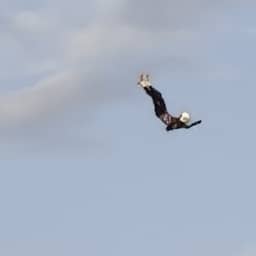 Stuntman Zwarte Cross die met 185 kilometer per uur werd gelanceerd gewond