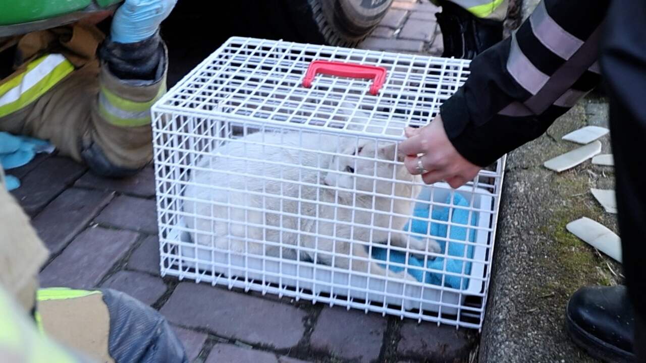 Video | Brandweer redt kat uit motorblok vrachtwagen in Santpoort-Noord