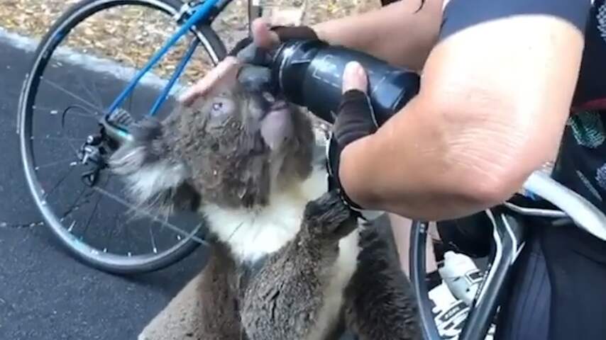 Uitgedroogde koala drinkt waterfles van Australische fietser leeg