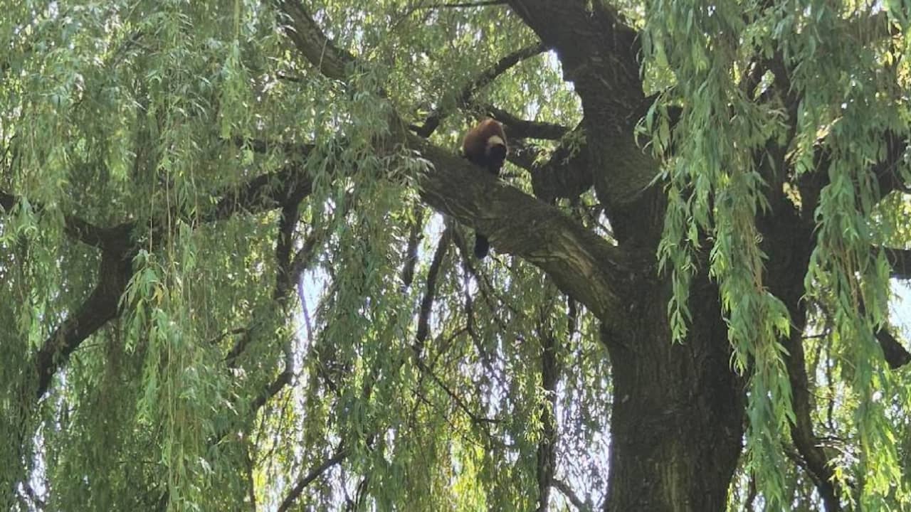 Halfaap ontsnapt uit ARTIS en wordt uit boom gered met verdovingspijltjes
