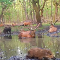 Konijnen krijgen icepack vanwege hitte, extra waterplekken voor wilde dieren