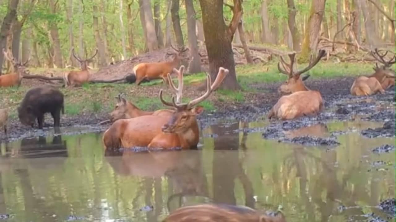 Konijnen krijgen icepack vanwege hitte, extra waterplekken voor wilde dieren