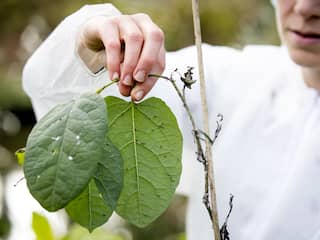 Zo bestrijd je de Japanse duizendknoop in de tuin