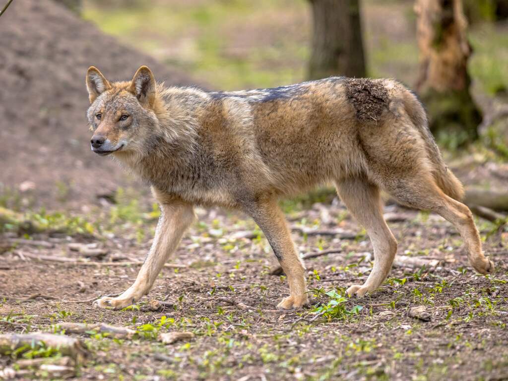 Advies natuurgebied Leusden te mijden na incident tussen kind en mogelijk wolf