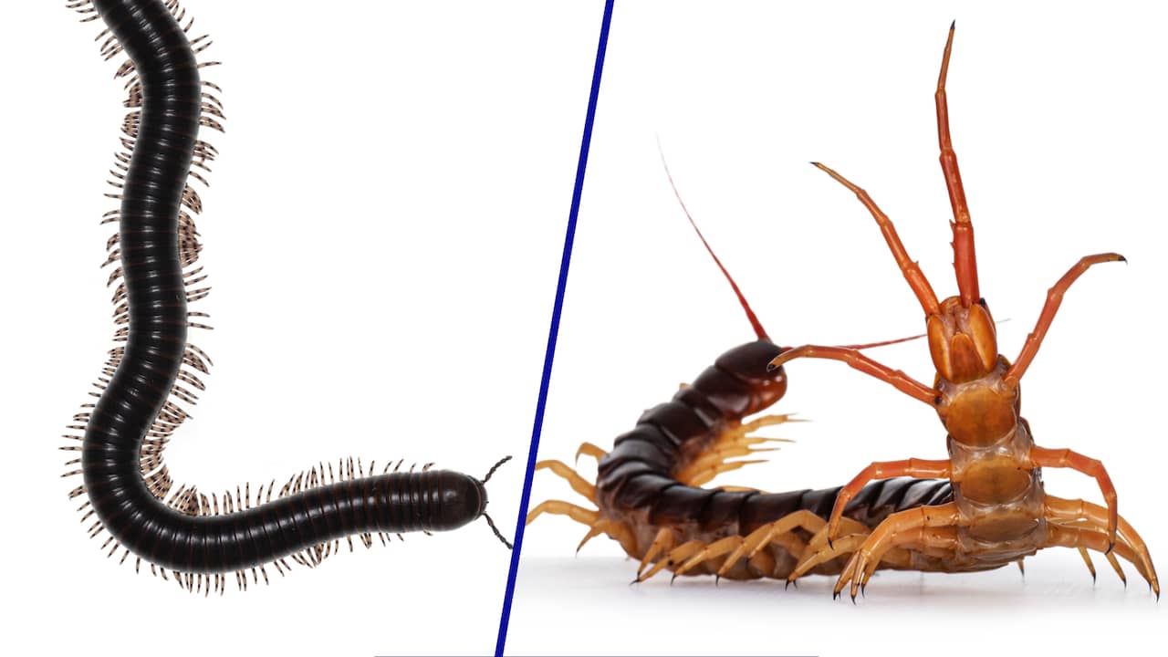 Opvallend veel veelpotigen geteld, maar regenworm blijft nummer 1