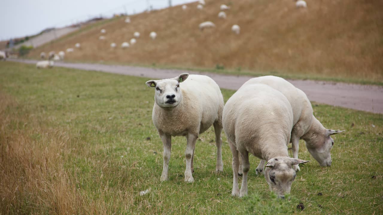 Schapen mogen vanaf morgen niet meer op dijken Texel grazen vanwege droogte